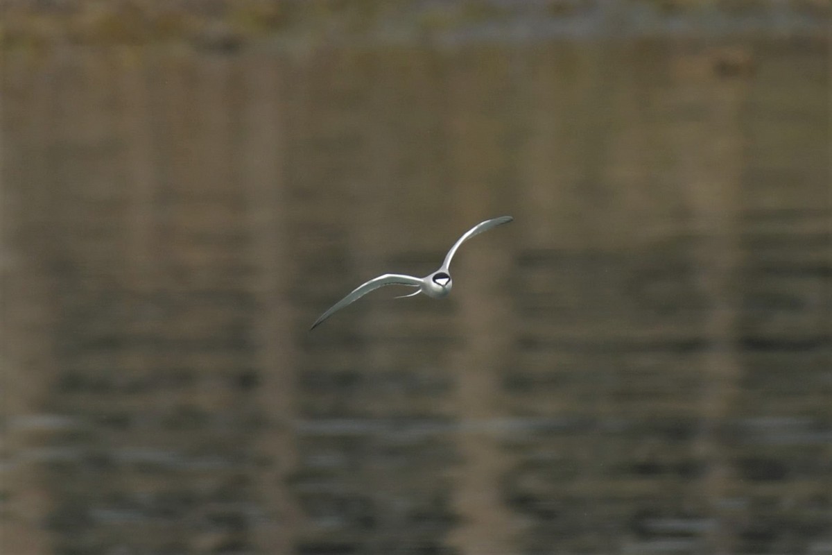 Aleutian Tern - ML582798241