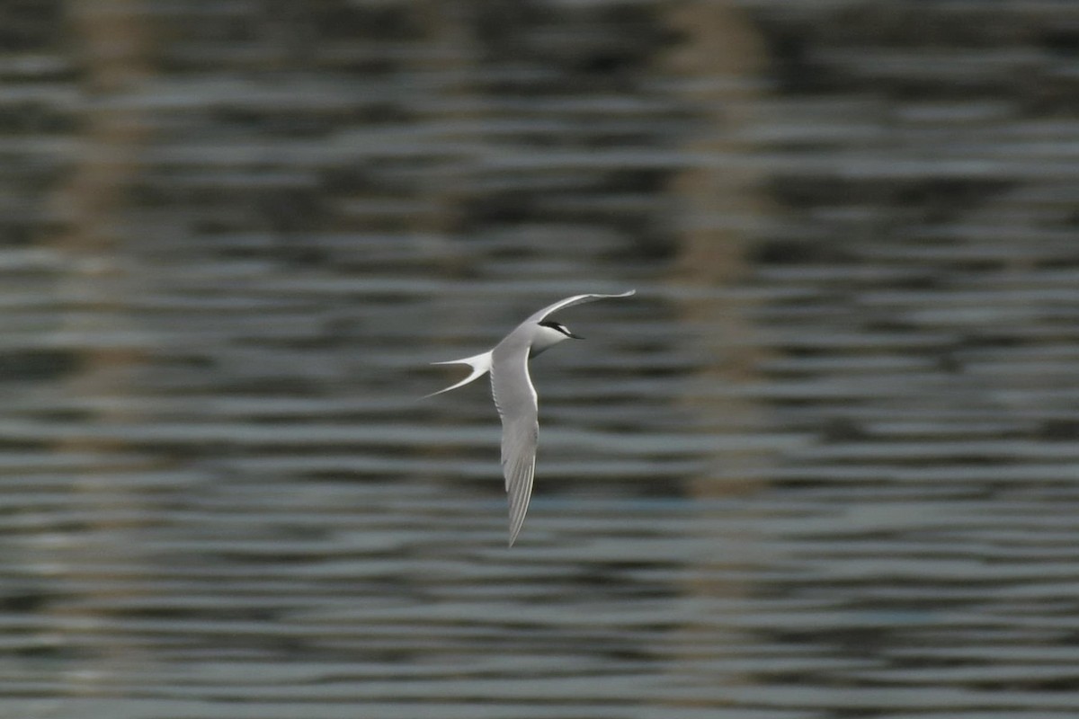 Aleutian Tern - ML582798251