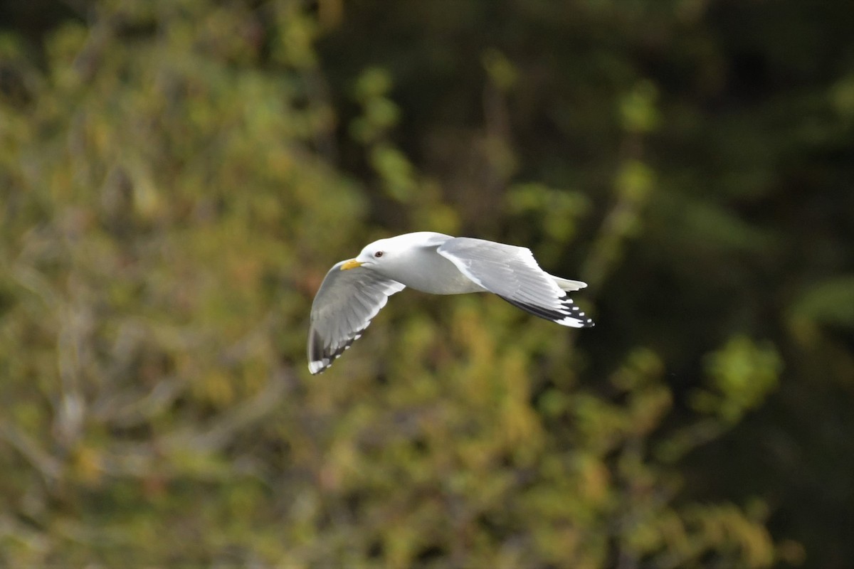 Short-billed Gull - ML582798361