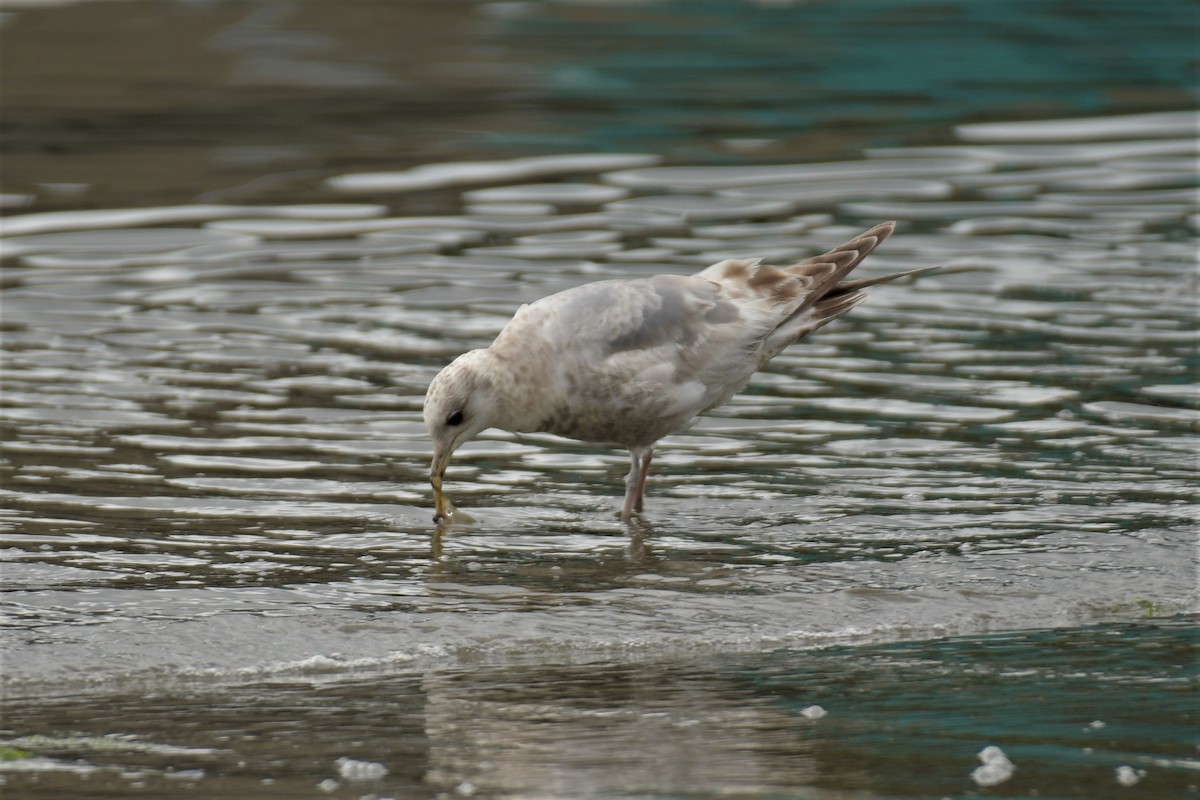 Short-billed Gull - ML582798371