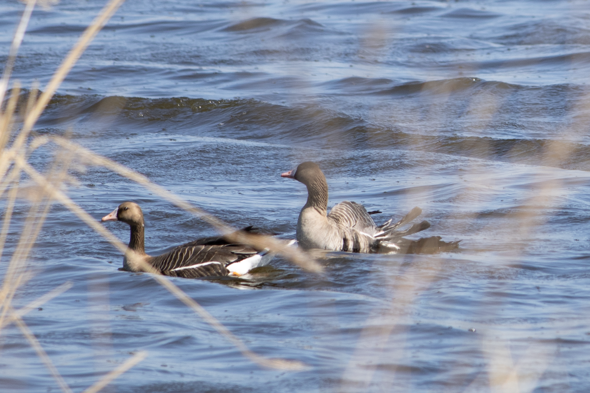 Greater White-fronted Goose - ML582798401