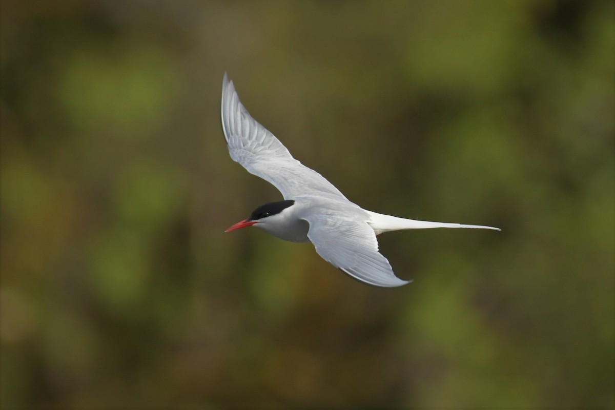 Arctic Tern - ML582798511