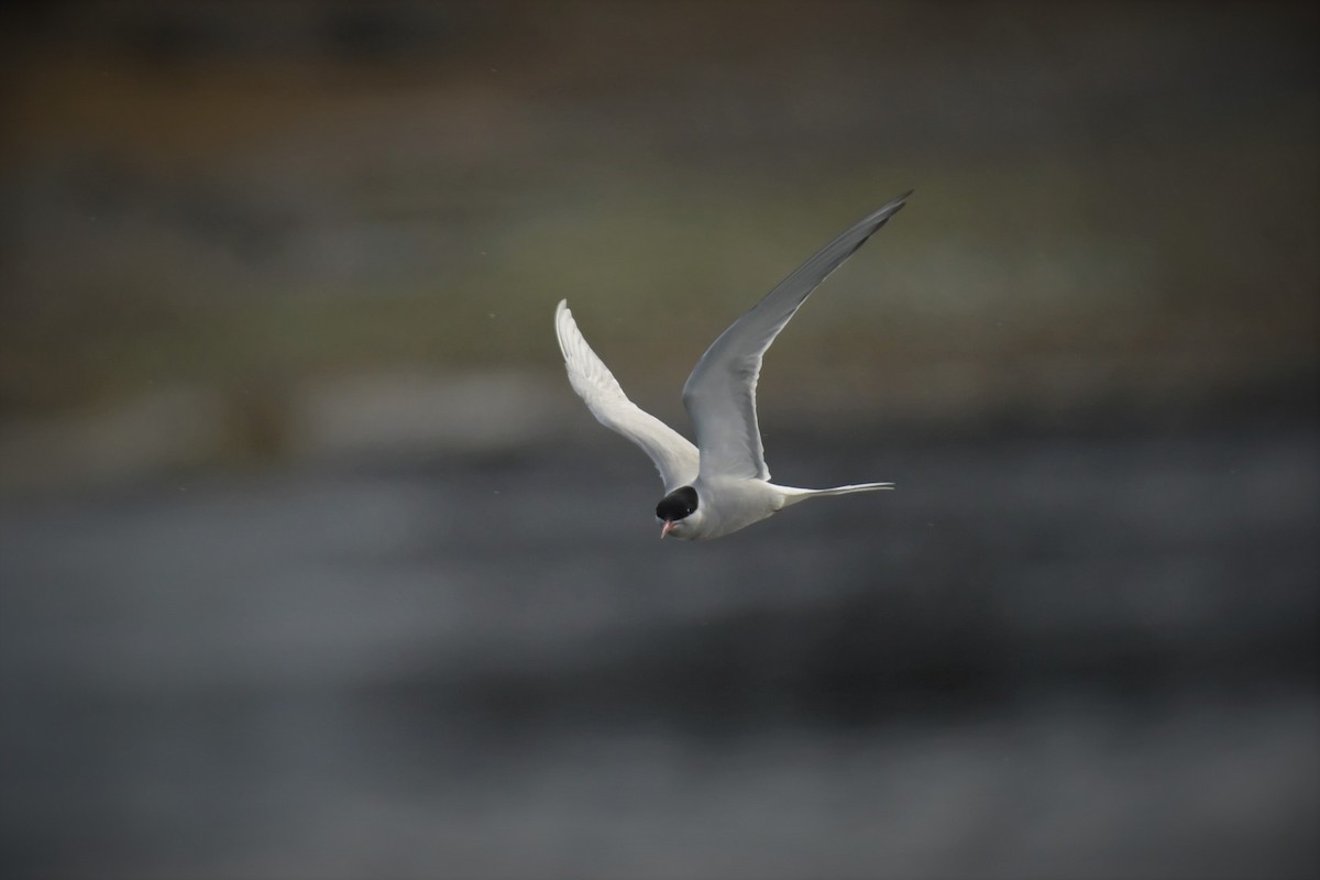 Arctic Tern - ML582798521