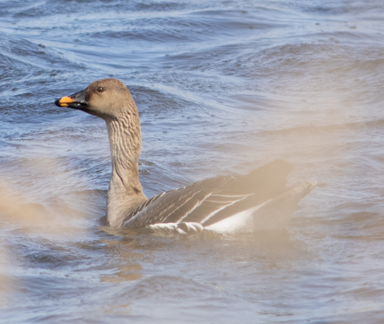 Taiga/Tundra Bean-Goose - ML582798611