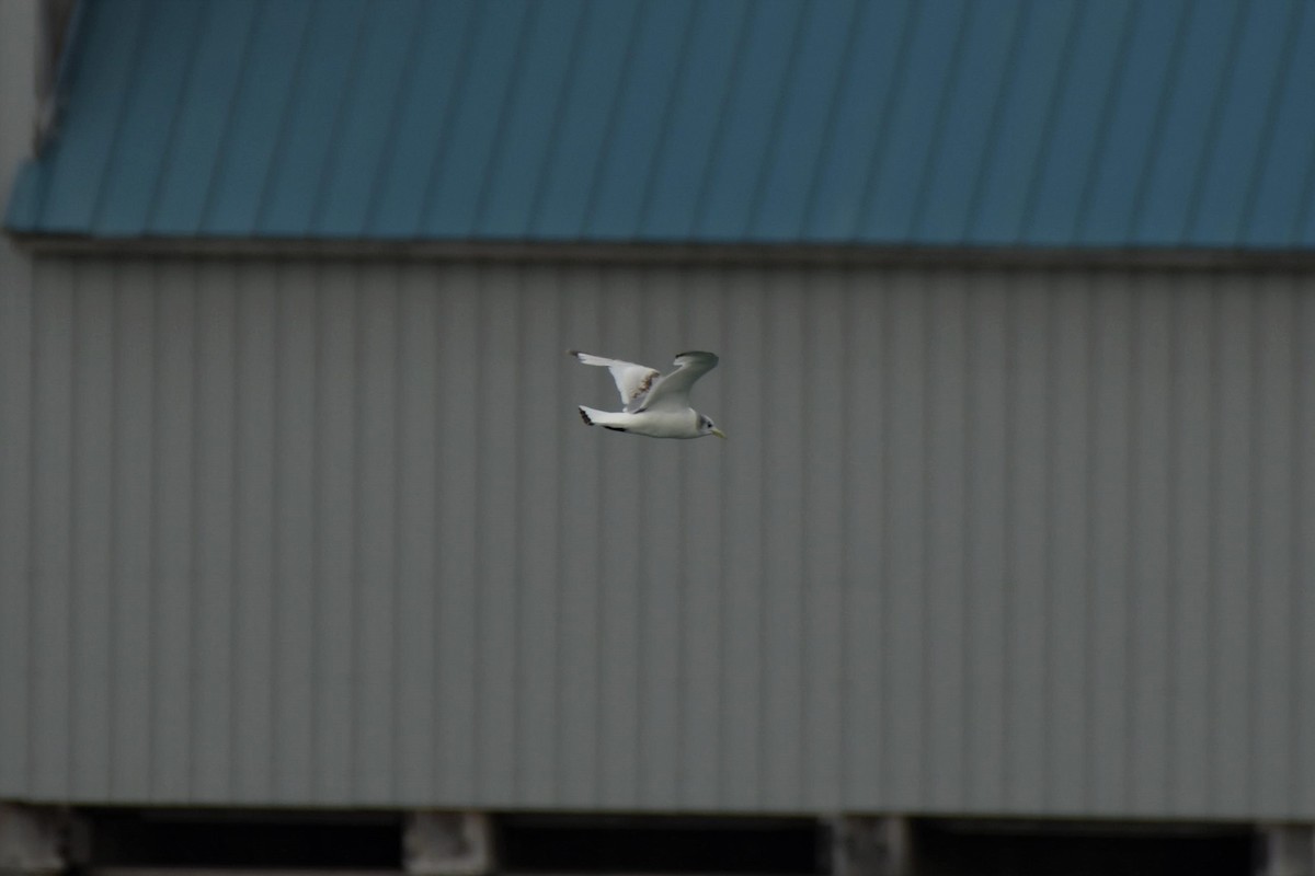 Black-legged Kittiwake - ML582798731