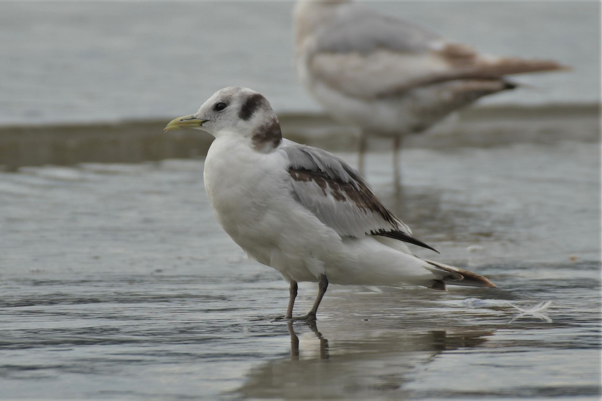 Black-legged Kittiwake - ML582798741