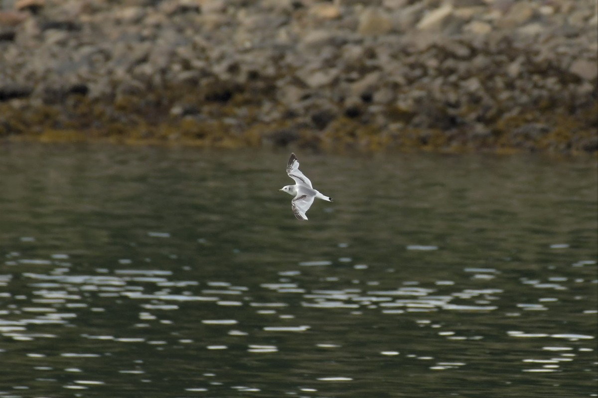 Black-legged Kittiwake - ML582798751