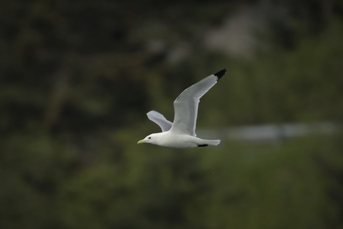 Black-legged Kittiwake - ML582798761