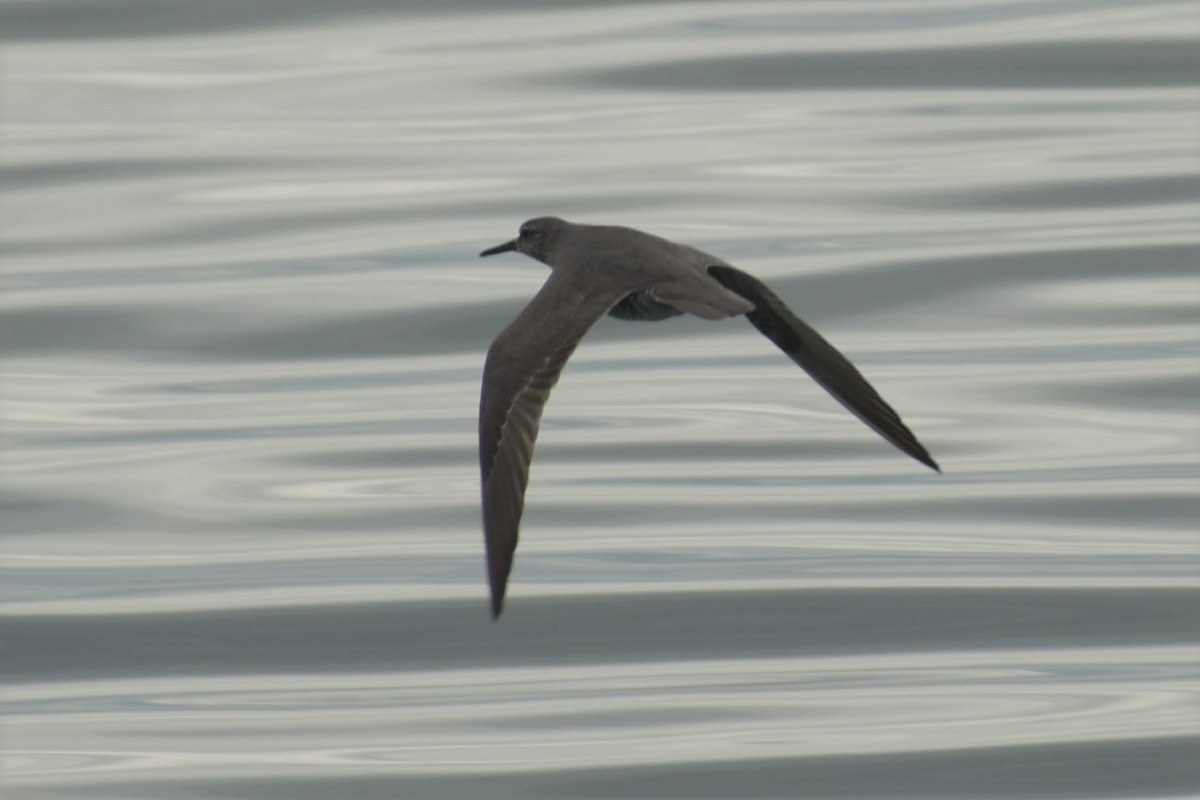 Wandering Tattler - ML582798921