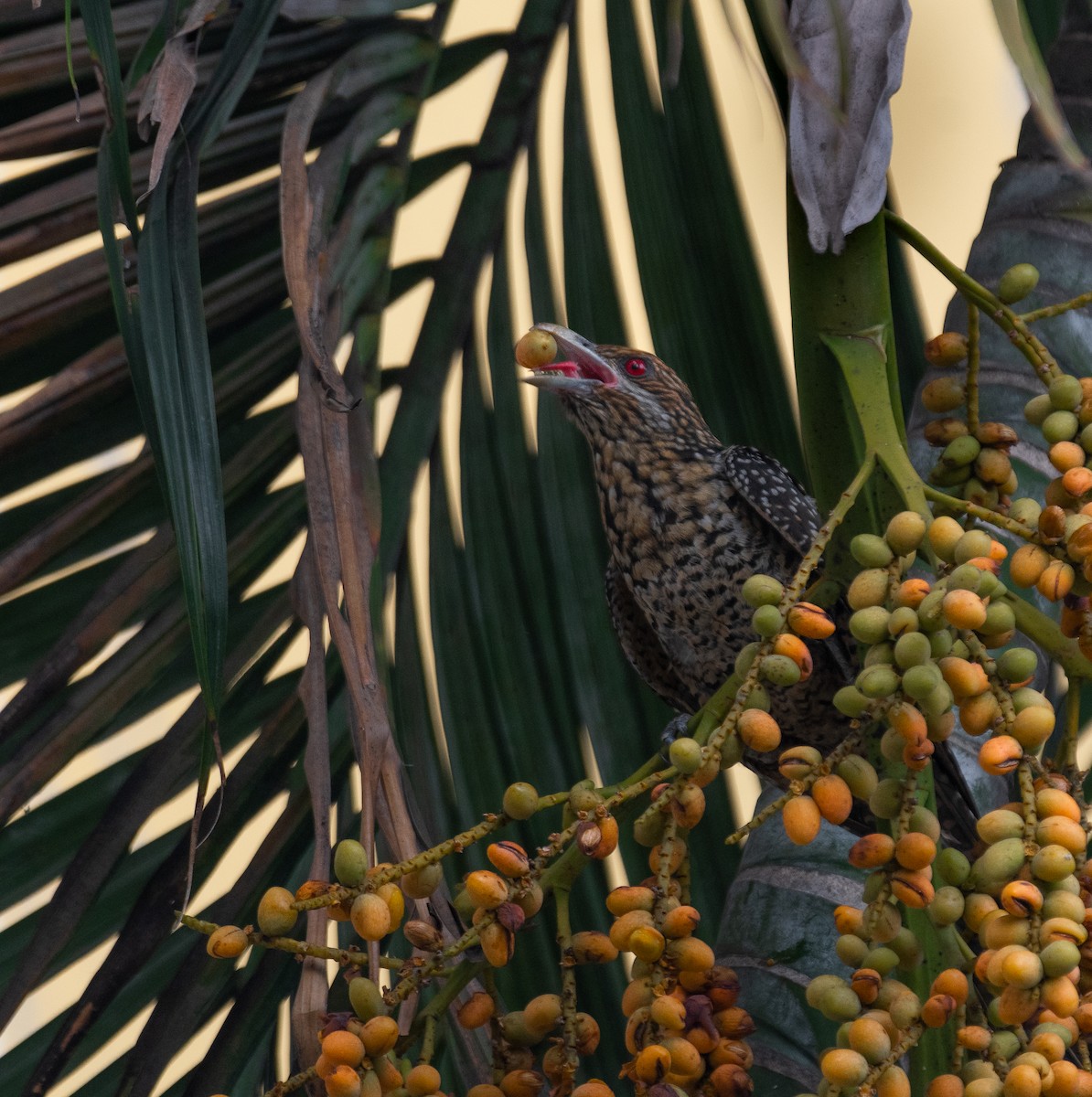 Asian Koel - Chai Eng Law