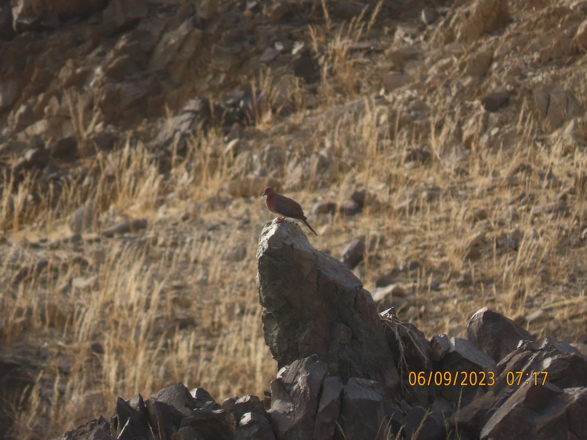 Laughing Dove - ML582799511