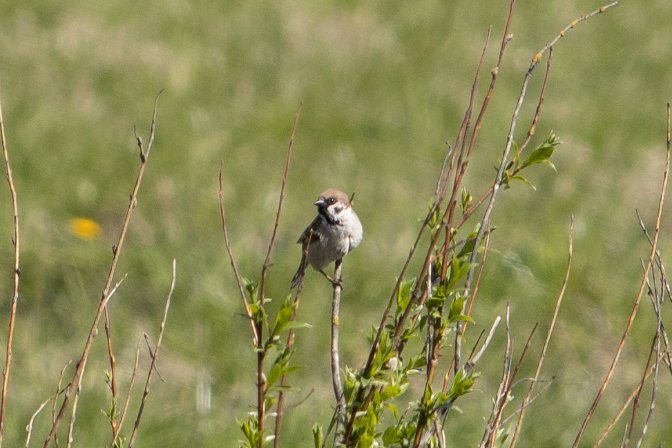 Eurasian Tree Sparrow - ML582799721