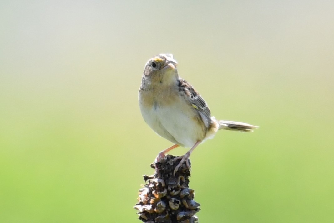 Grasshopper Sparrow - ML582799741