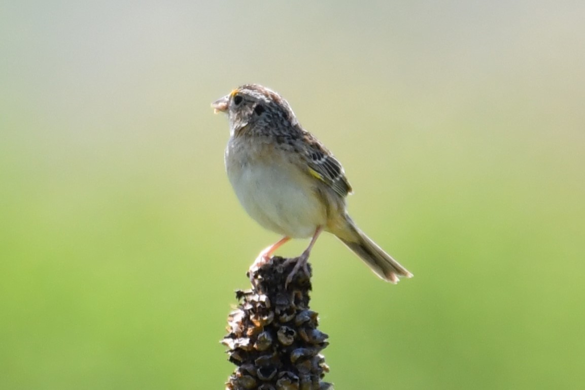 Grasshopper Sparrow - ML582799751