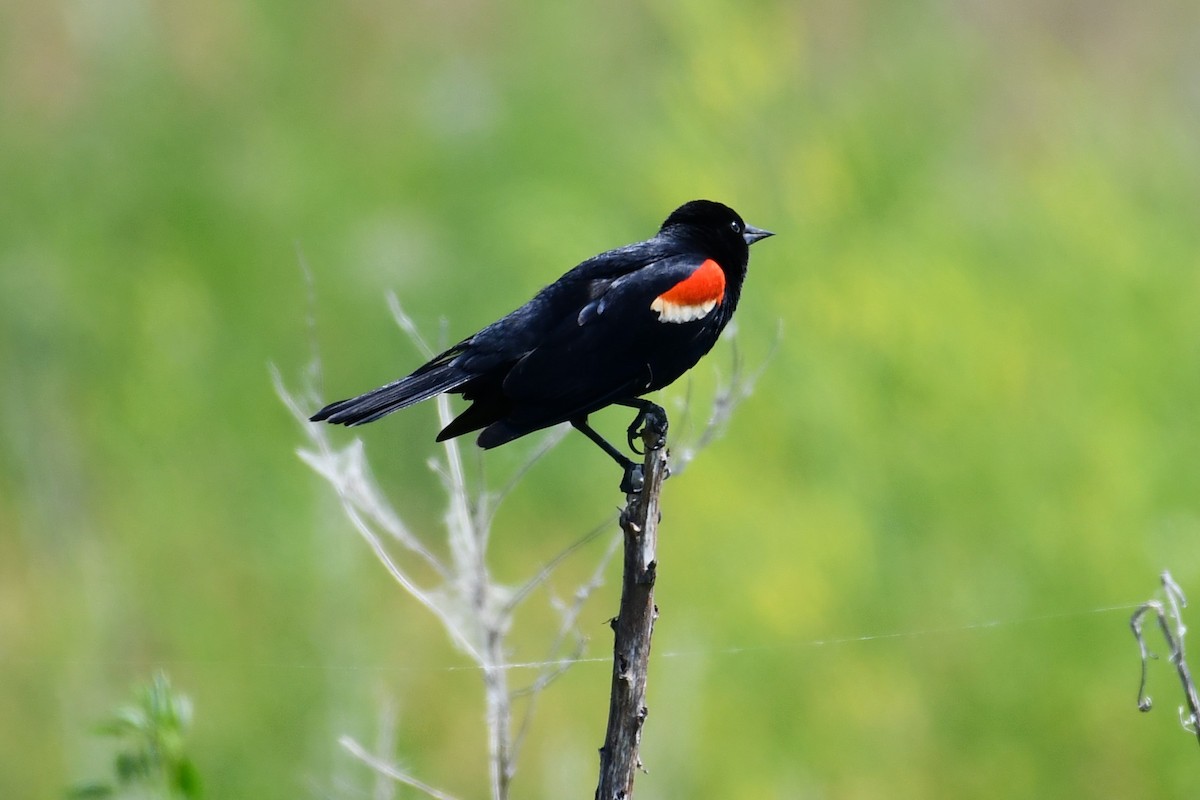 Red-winged Blackbird - ML582799961