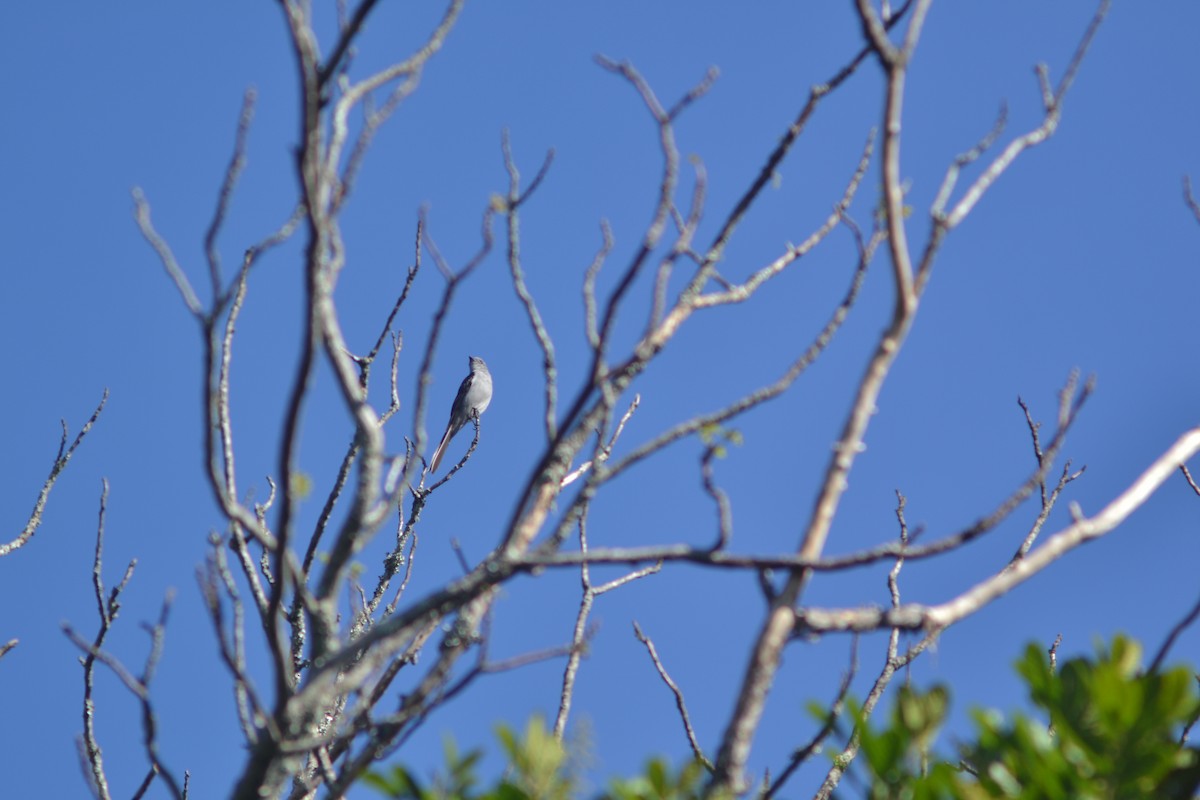 Shear-tailed Gray Tyrant - Julián Márquez