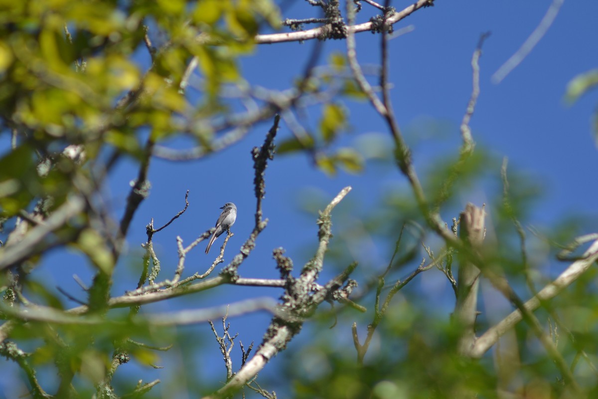 Shear-tailed Gray Tyrant - Julián Márquez