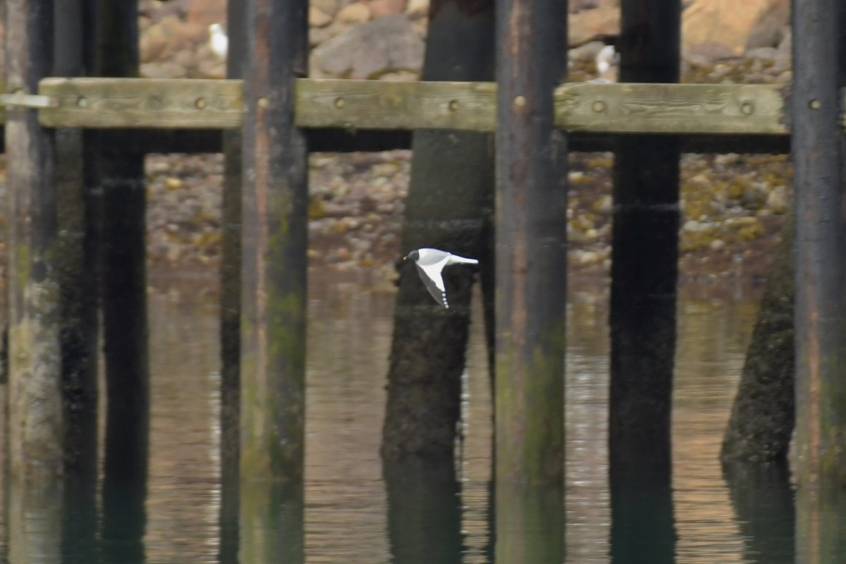 Sabine's Gull - ML582800521