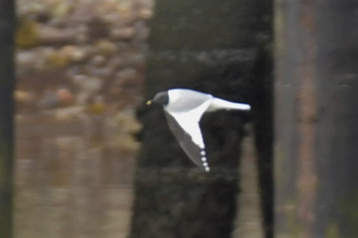 Sabine's Gull - ML582800531