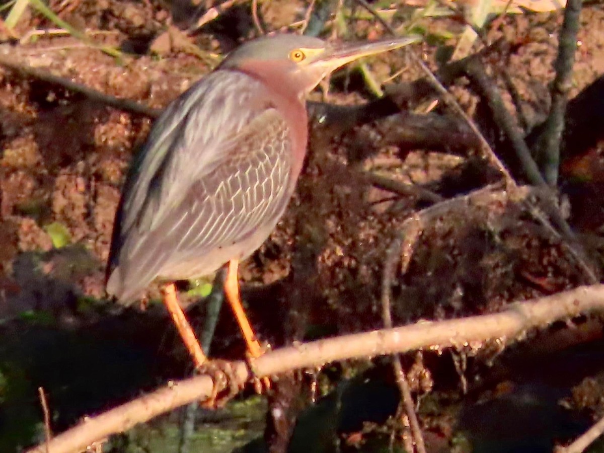 Green Heron - ML582800641