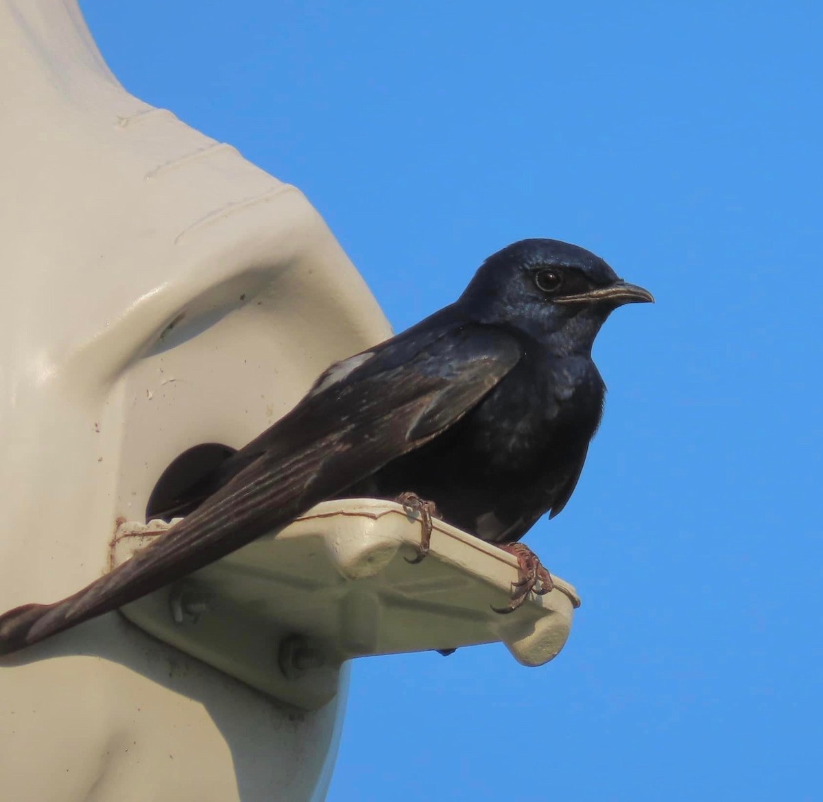 Purple Martin - ML582800691