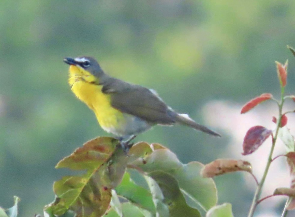 Yellow-breasted Chat - ML582800721