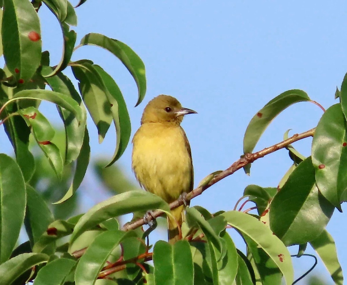 Orchard Oriole - ML582800751