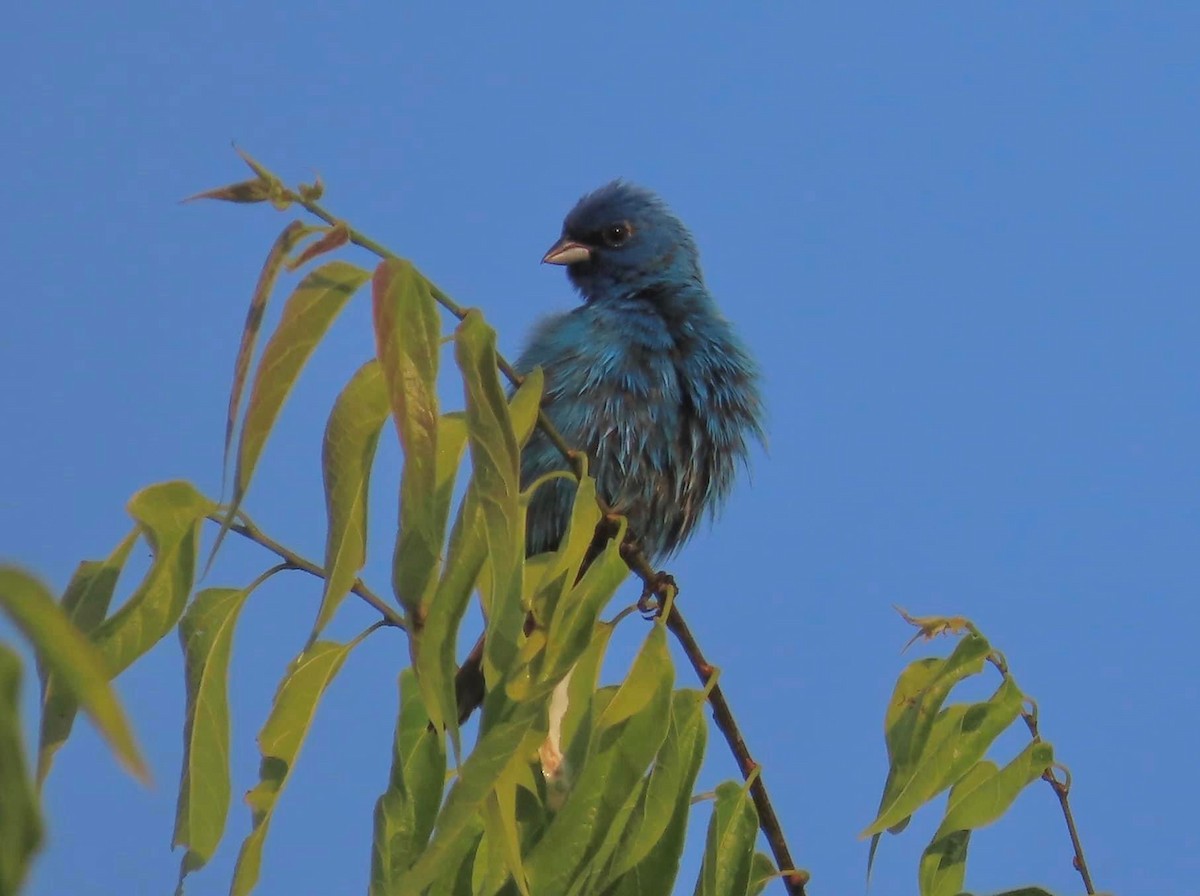 papežík indigový - ML582800781