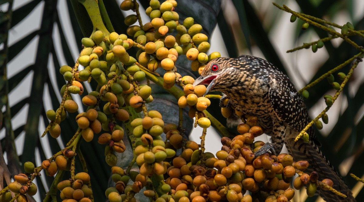 Asian Koel - Chai Eng Law