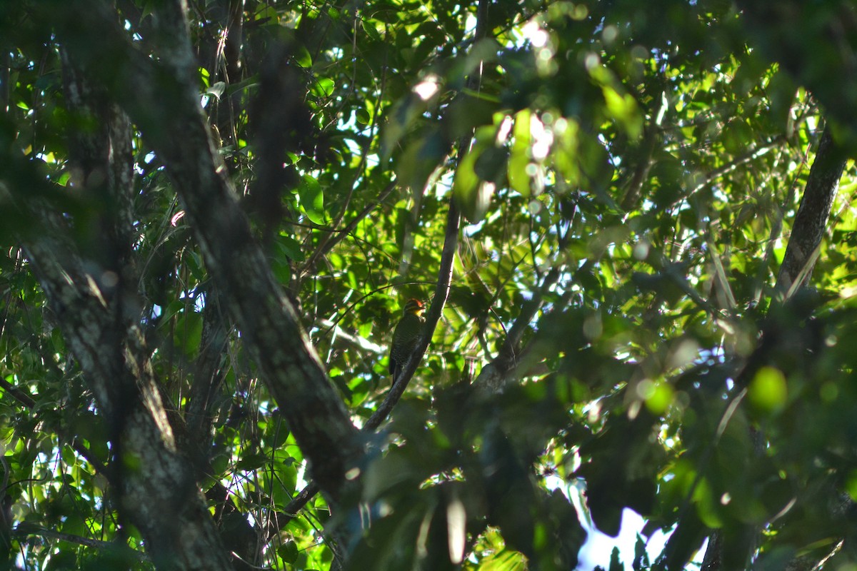 White-browed Woodpecker - Julián Márquez