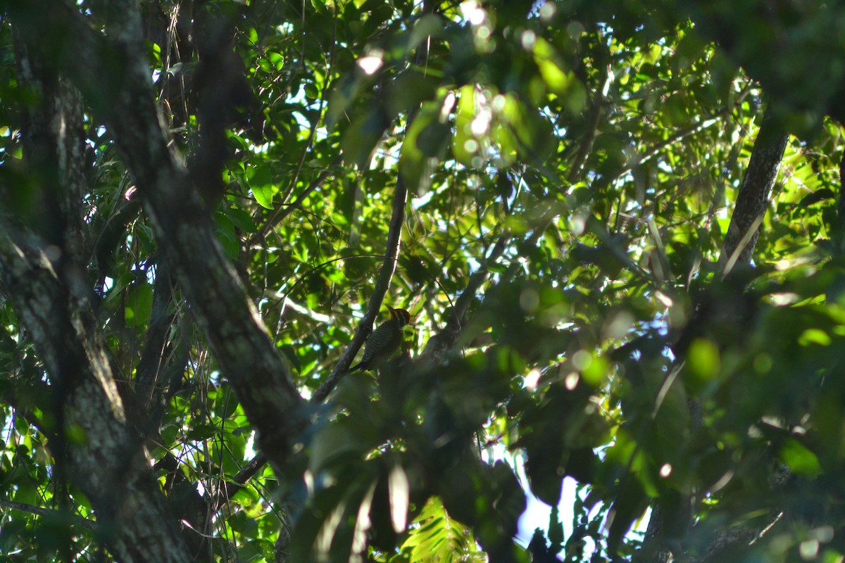 White-browed Woodpecker - ML582800991