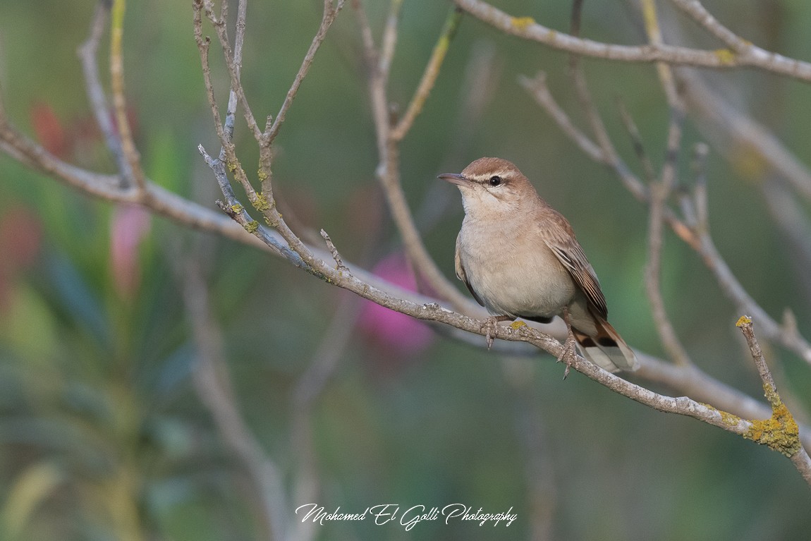 Rufous-tailed Scrub-Robin - El Golli  Mohamed