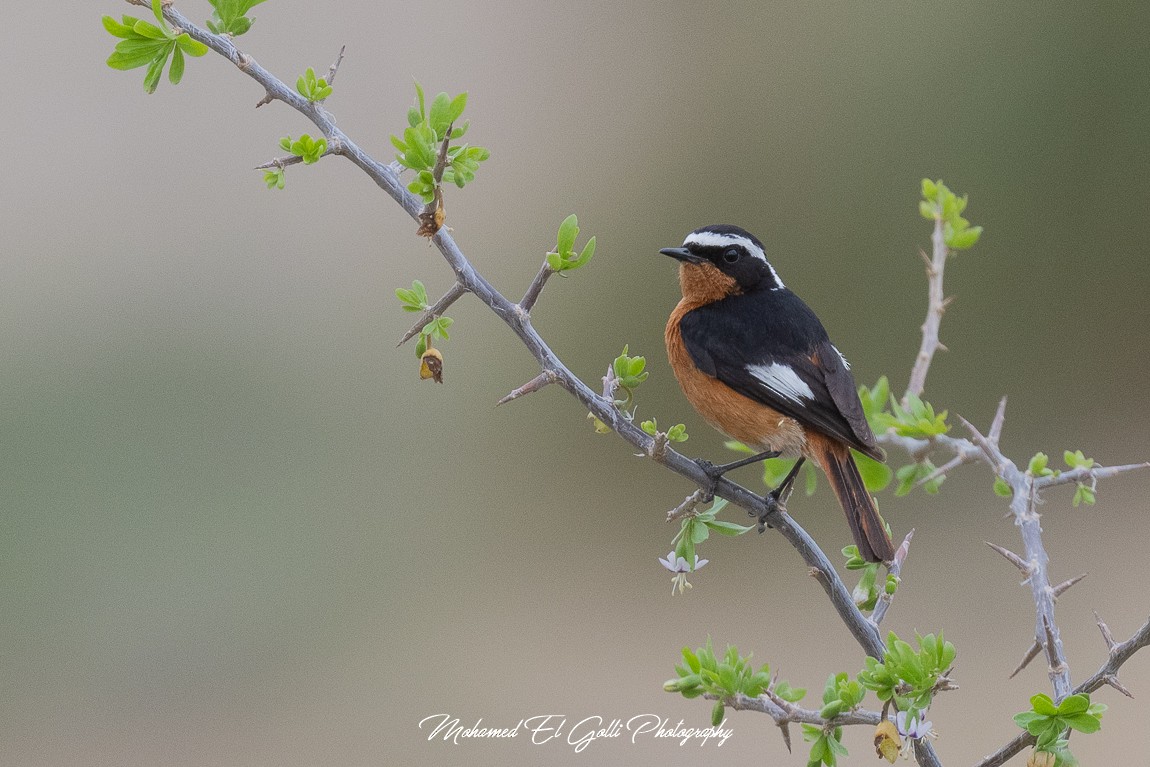 Moussier's Redstart - ML582801481