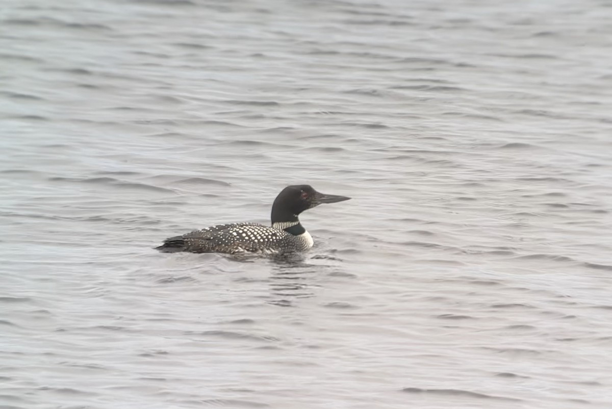 Common Loon - ML582801571