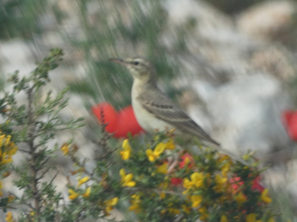 Tawny Pipit - ML582802631