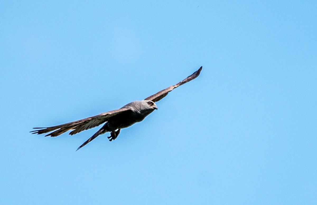 Mississippi Kite - ML582803531