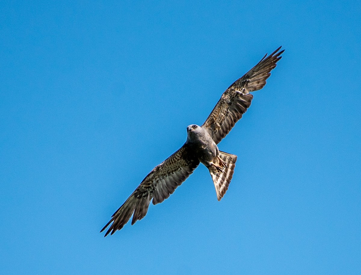 Mississippi Kite - ML582803551