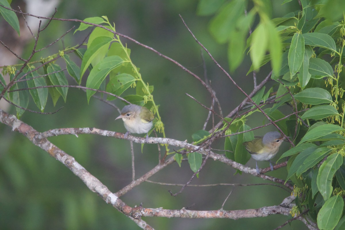 Buff-cheeked Greenlet - ML582803621