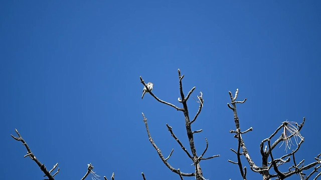 Gray Flycatcher - ML582804431