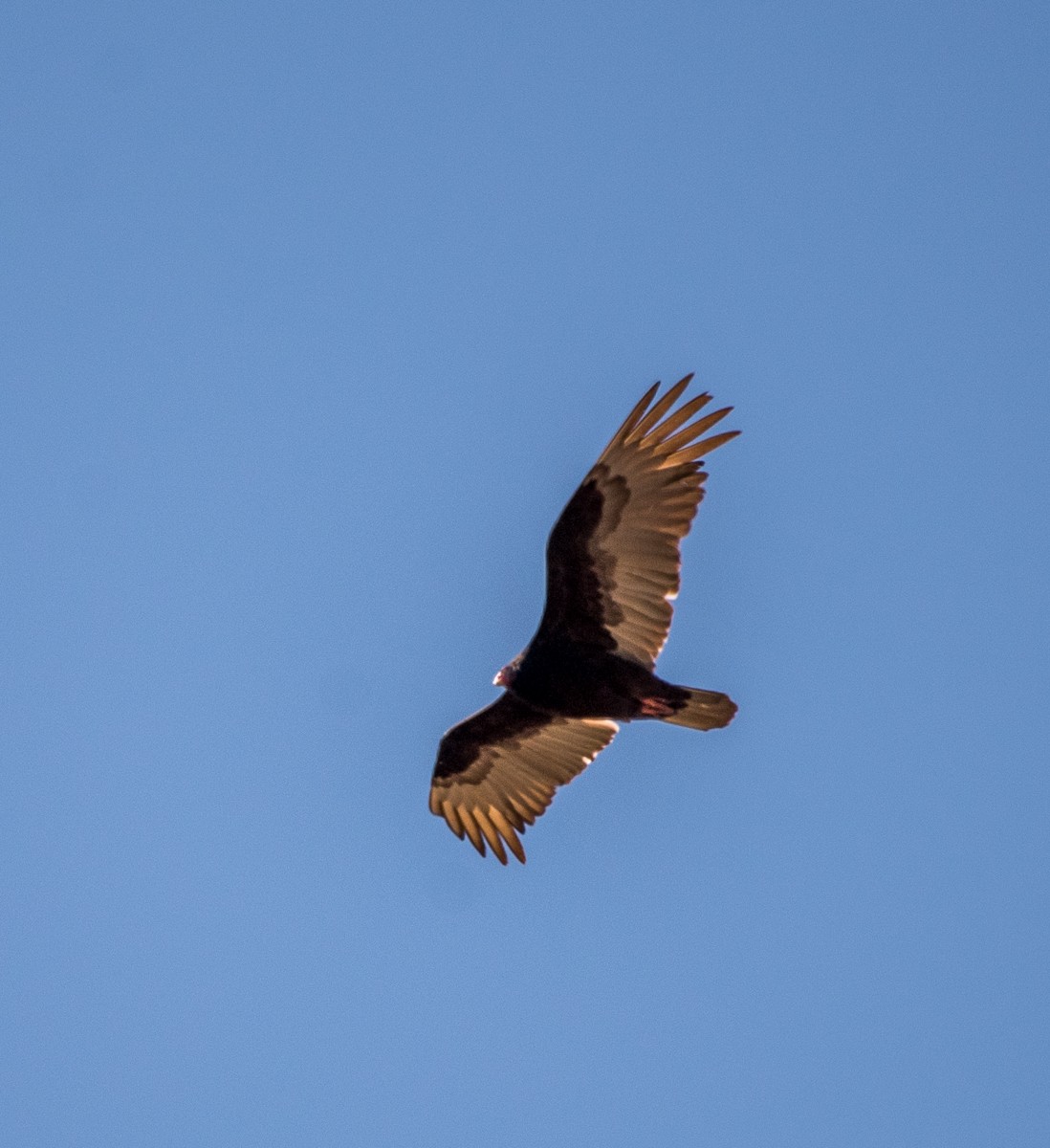 Turkey Vulture - ML582804661