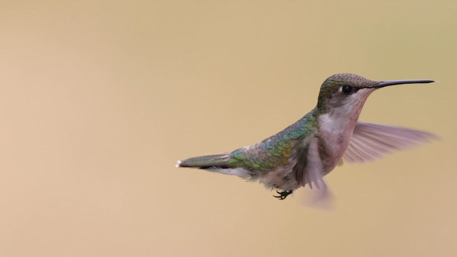 Ruby-throated Hummingbird - ML582804761