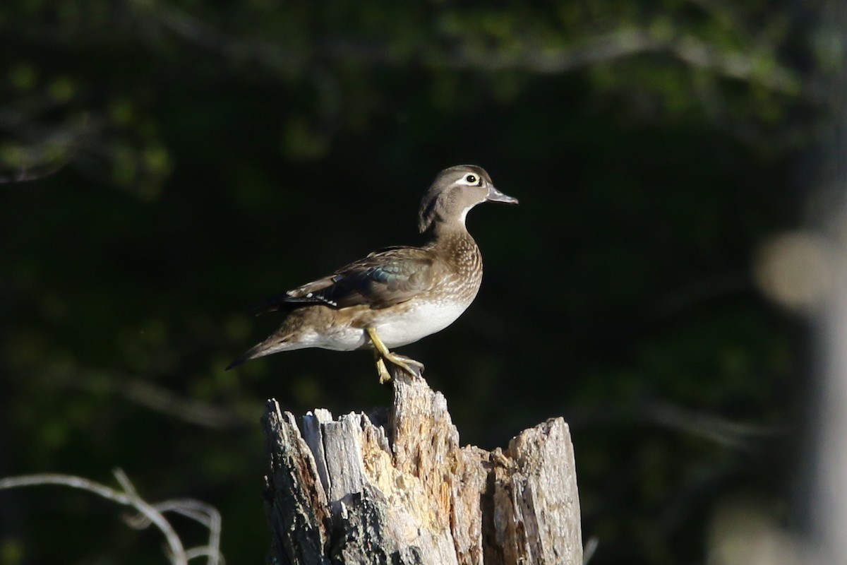 Wood Duck - Russ Smiley