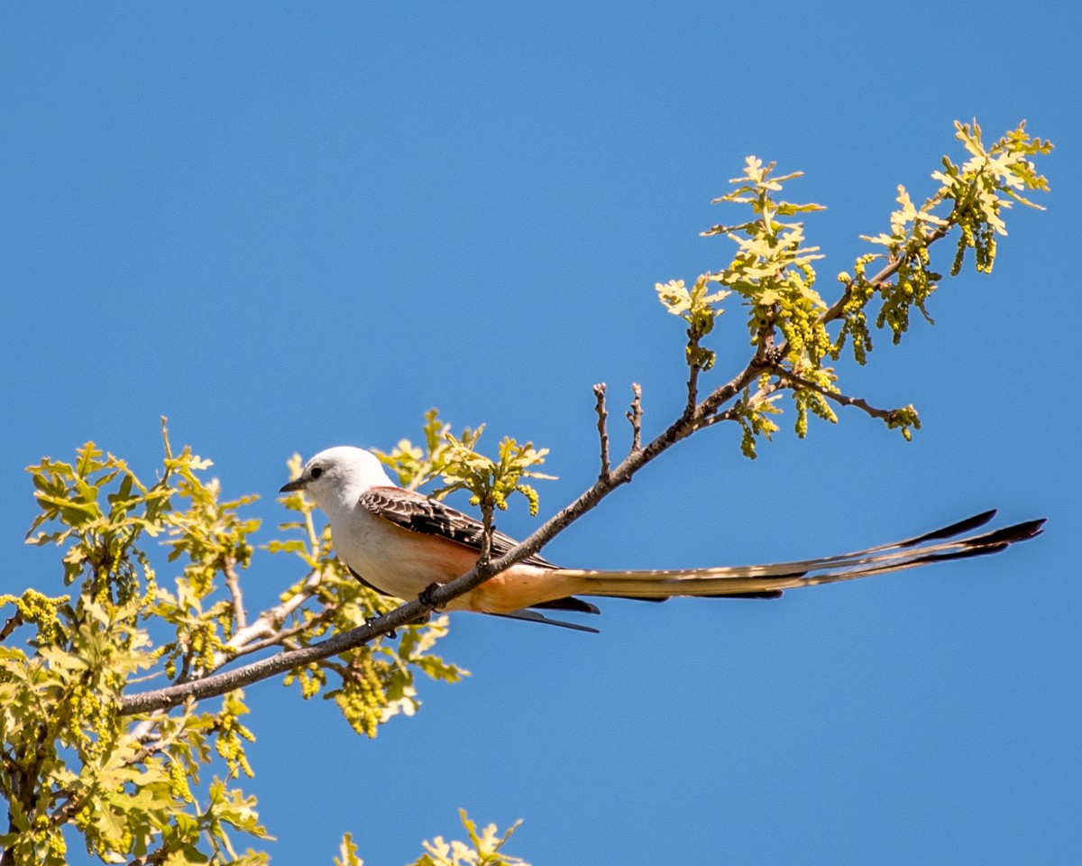 Scissor-tailed Flycatcher - ML582805131