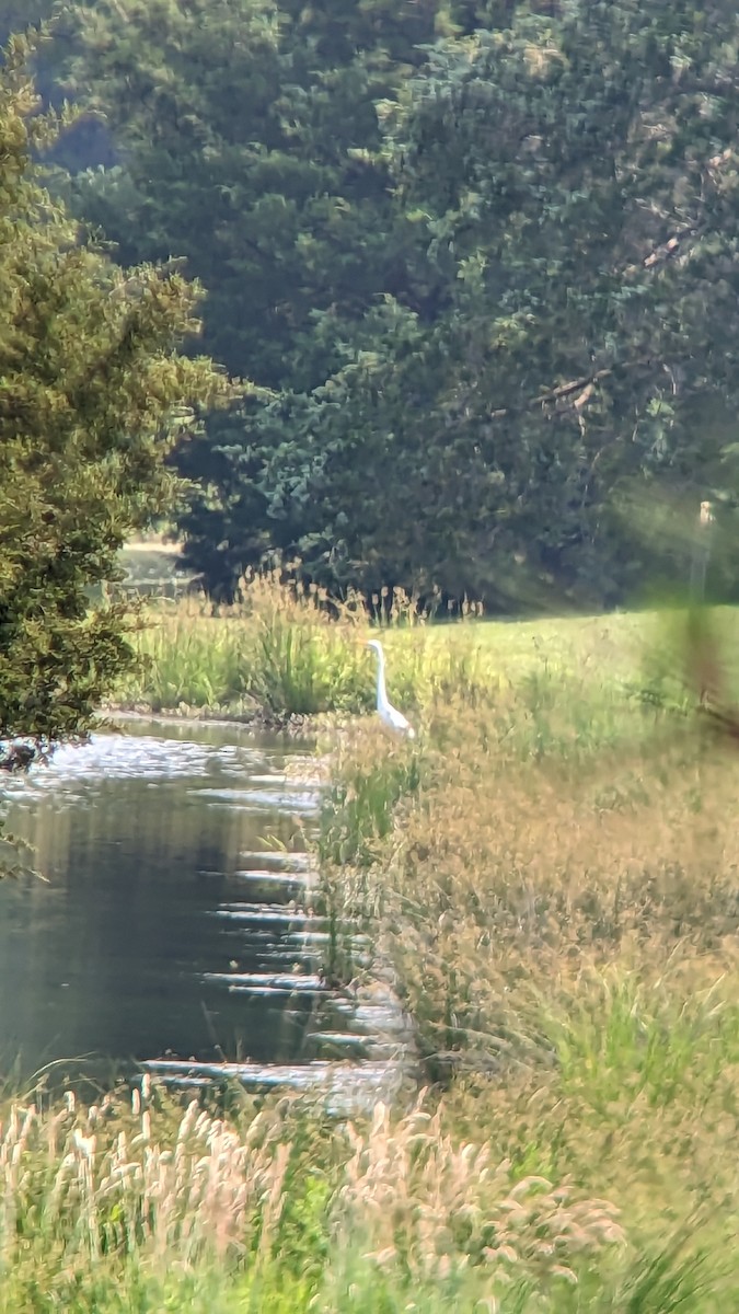 Great Egret - ML582805211