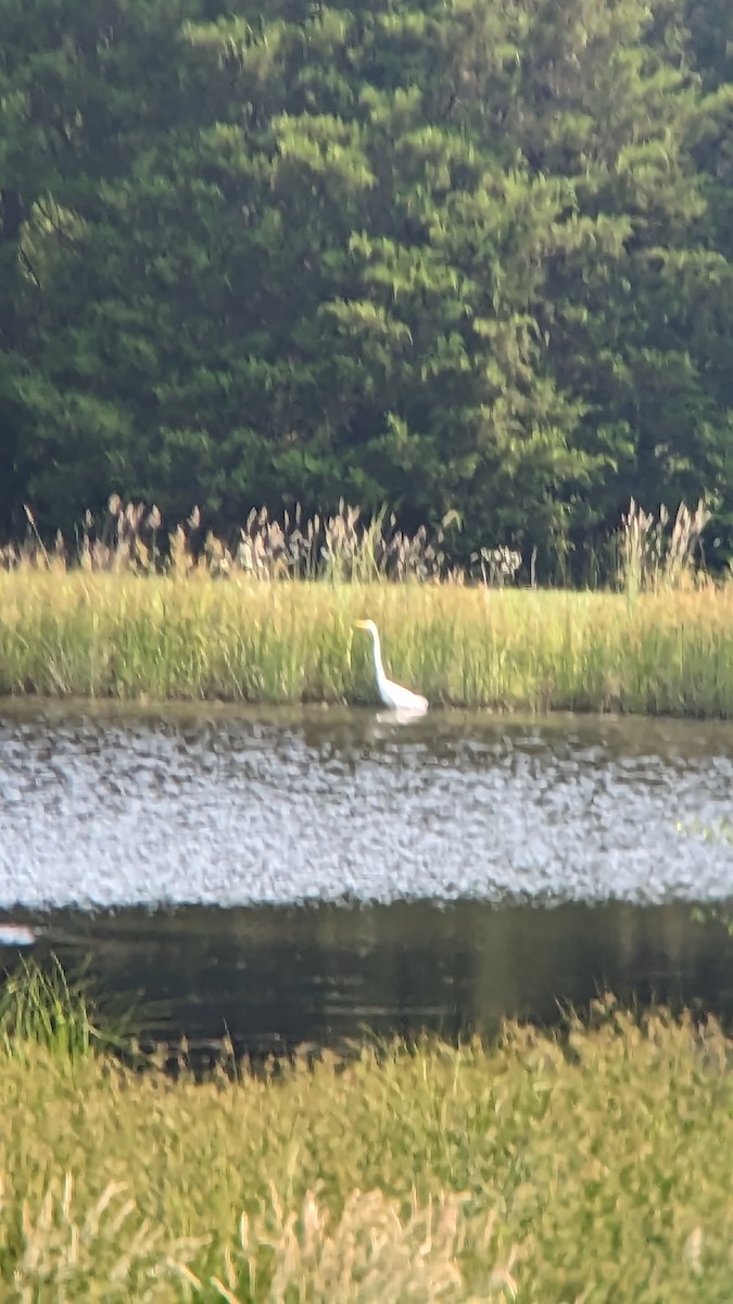 Great Egret - ML582805271