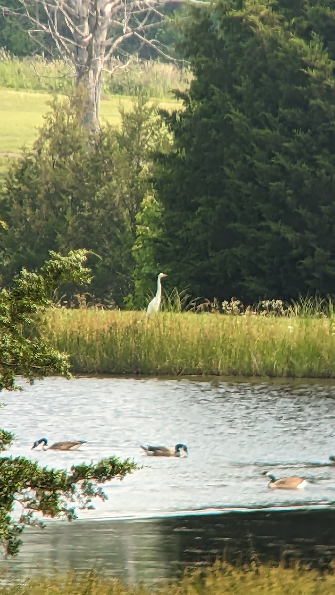 Great Egret - ML582805291