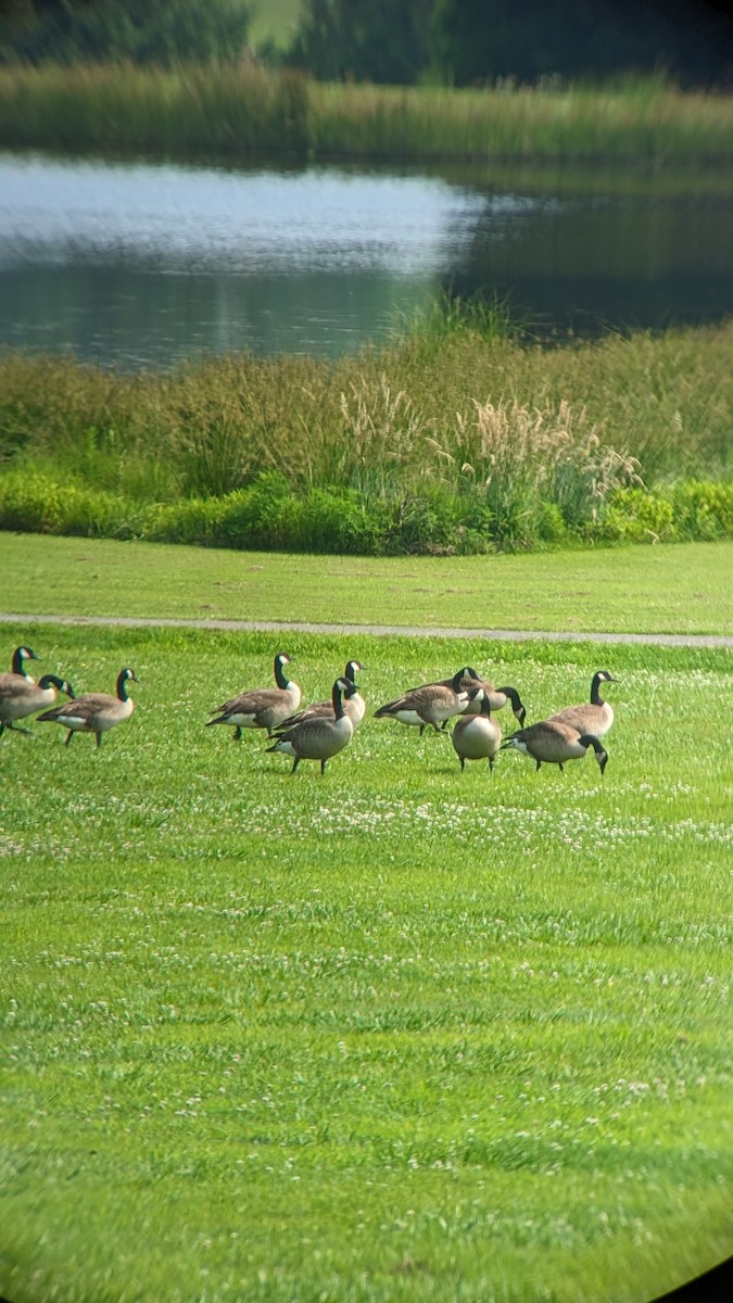 Canada Goose - ML582805391