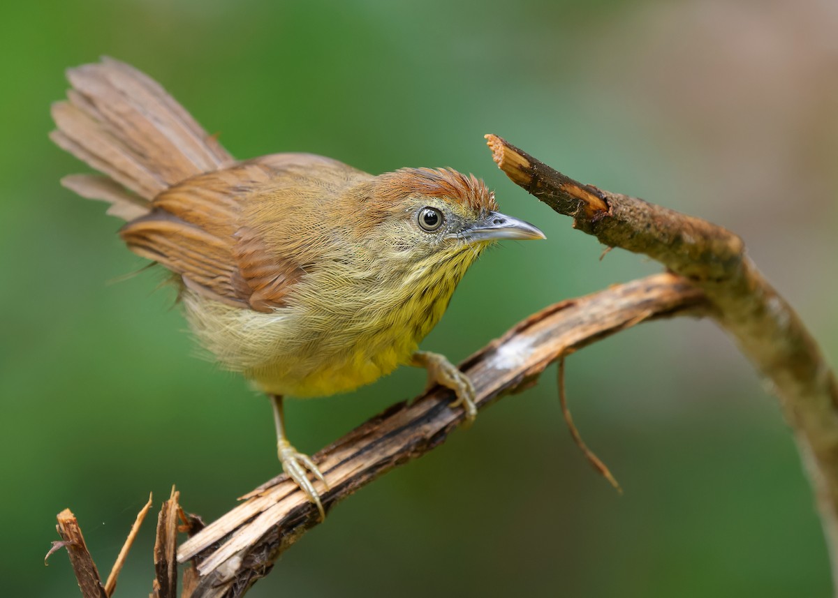 Pin-striped Tit-Babbler (Pin-striped) - ML582805481