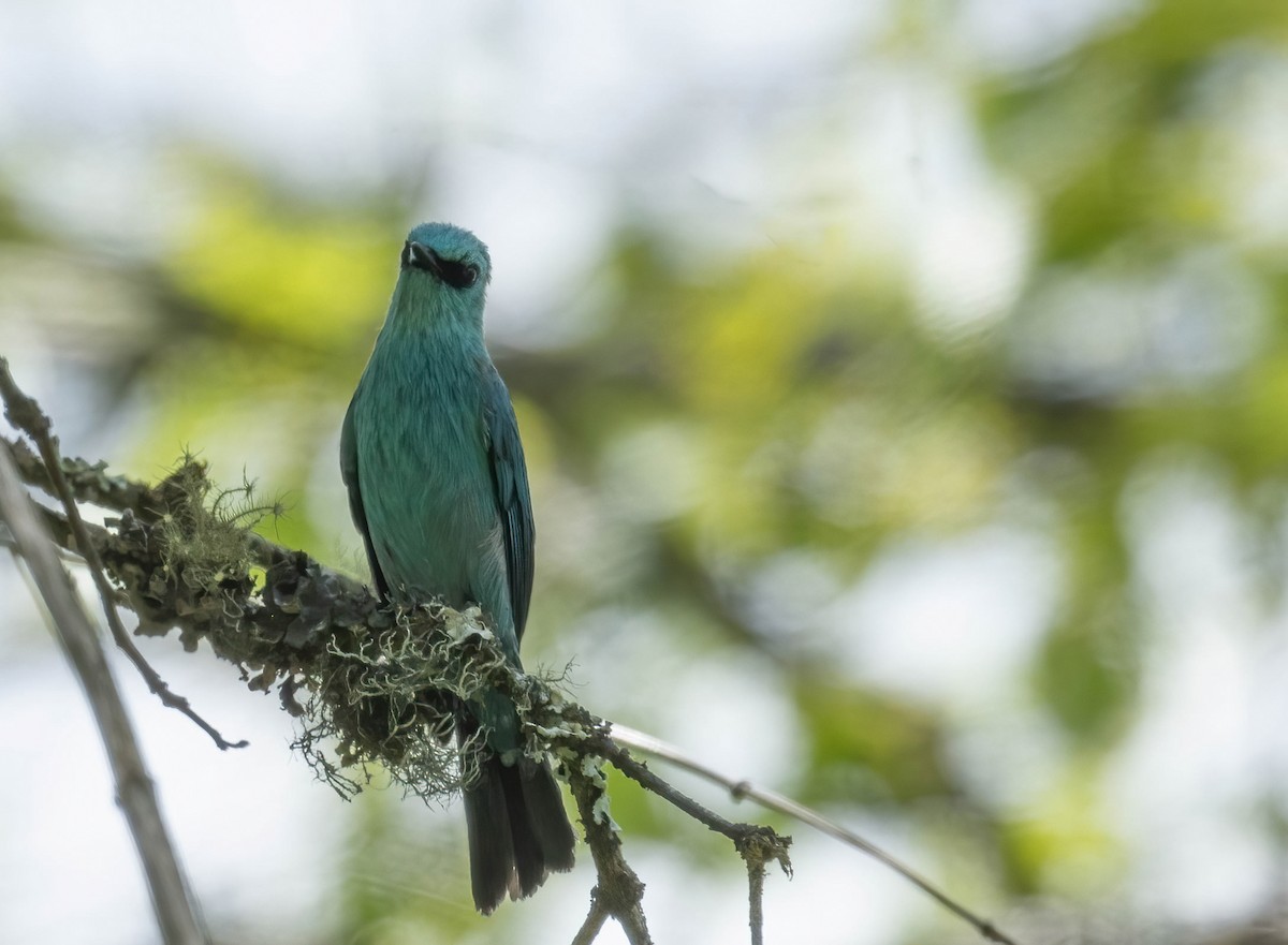 Verditer Flycatcher - ML582805761
