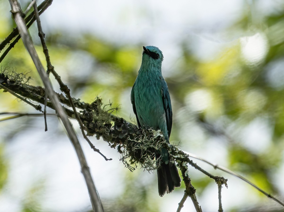 Verditer Flycatcher - ML582805771